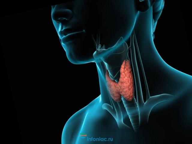 Диагностика функции щитовидной железы